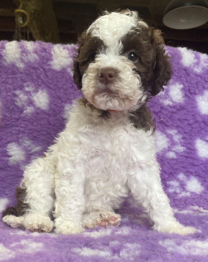 De la forêt des hauts de galgals - Chiot disponible  - Lagotto Romagnolo