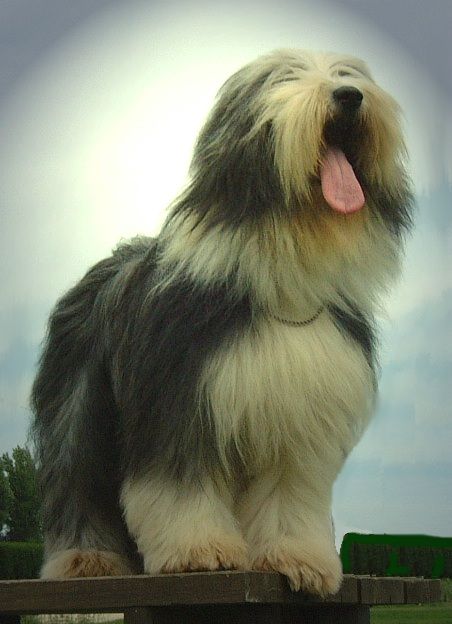 R'line De la forêt des hauts de galgals
