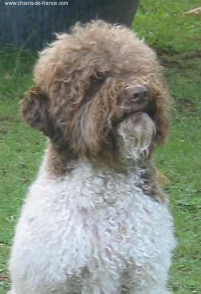 Regina Del ginestreto