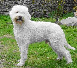 CH. Rocco (Sans Affixe)