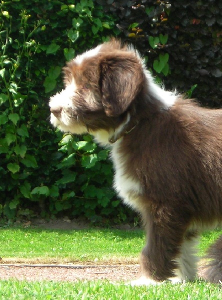 Ford fiesta De la forêt des hauts de galgals