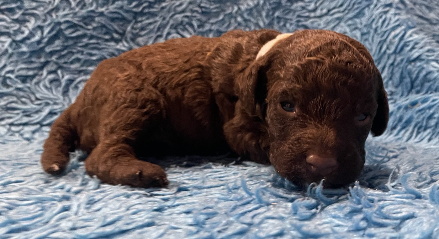 De la forêt des hauts de galgals - Chiots disponibles - Lagotto Romagnolo