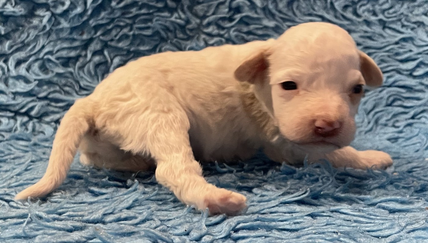 De la forêt des hauts de galgals - Chiots disponibles - Lagotto Romagnolo