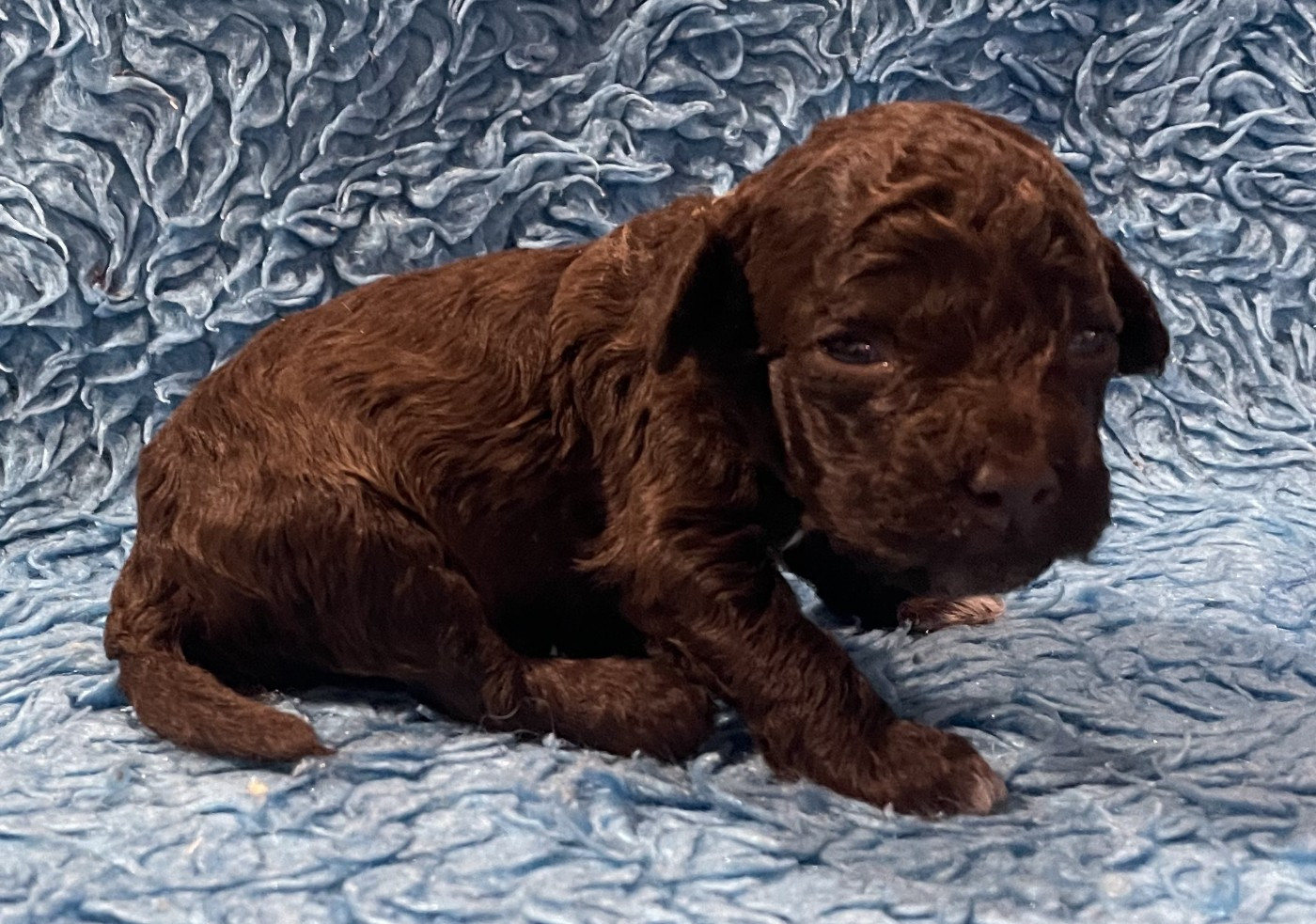 De la forêt des hauts de galgals - Chiots disponibles - Lagotto Romagnolo