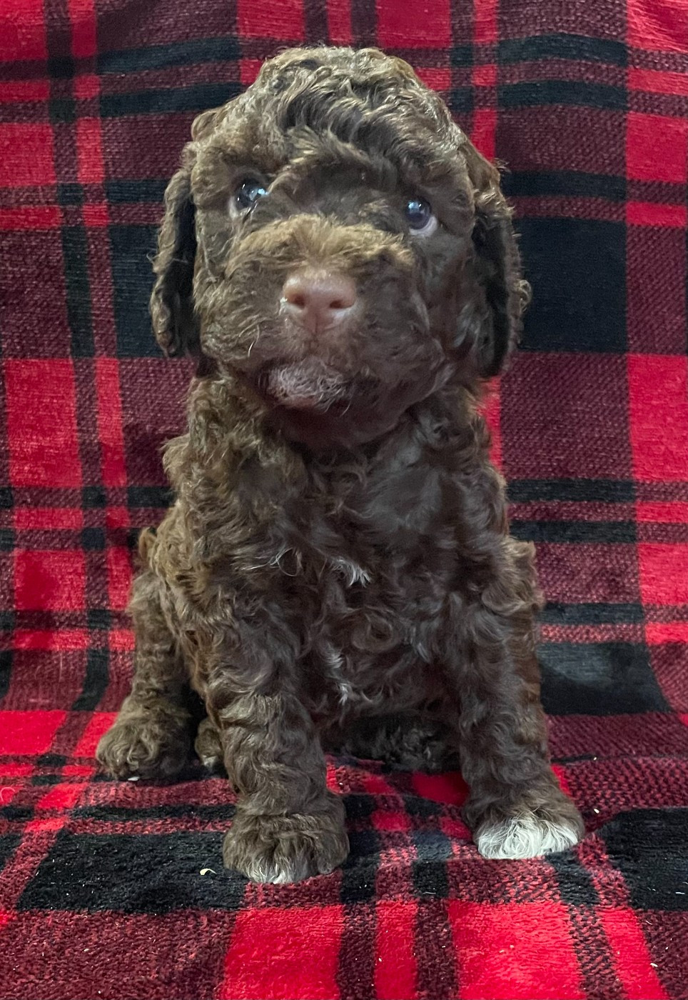 De la forêt des hauts de galgals - Chiots disponibles - Lagotto Romagnolo