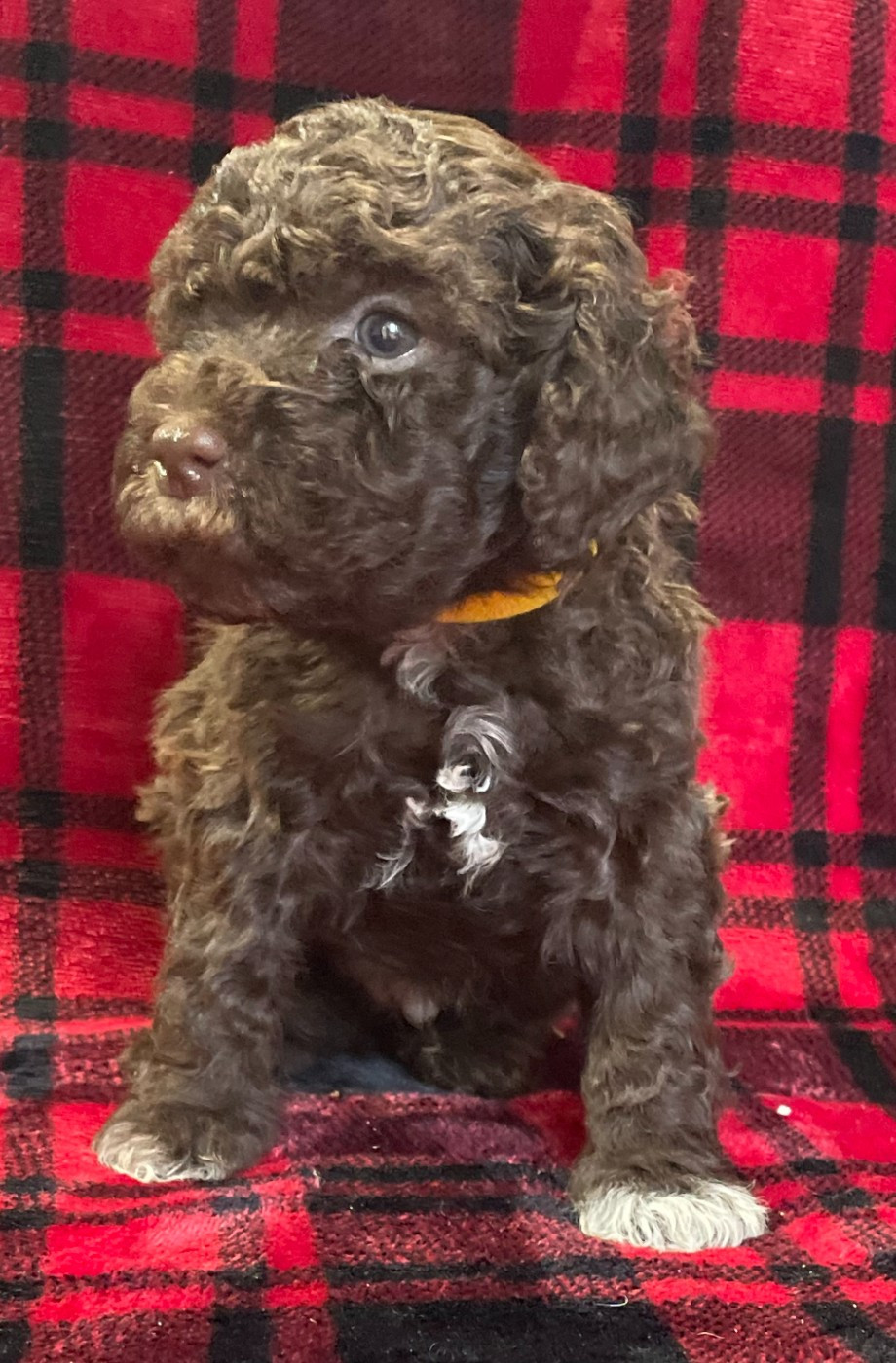 De la forêt des hauts de galgals - Chiots disponibles - Lagotto Romagnolo