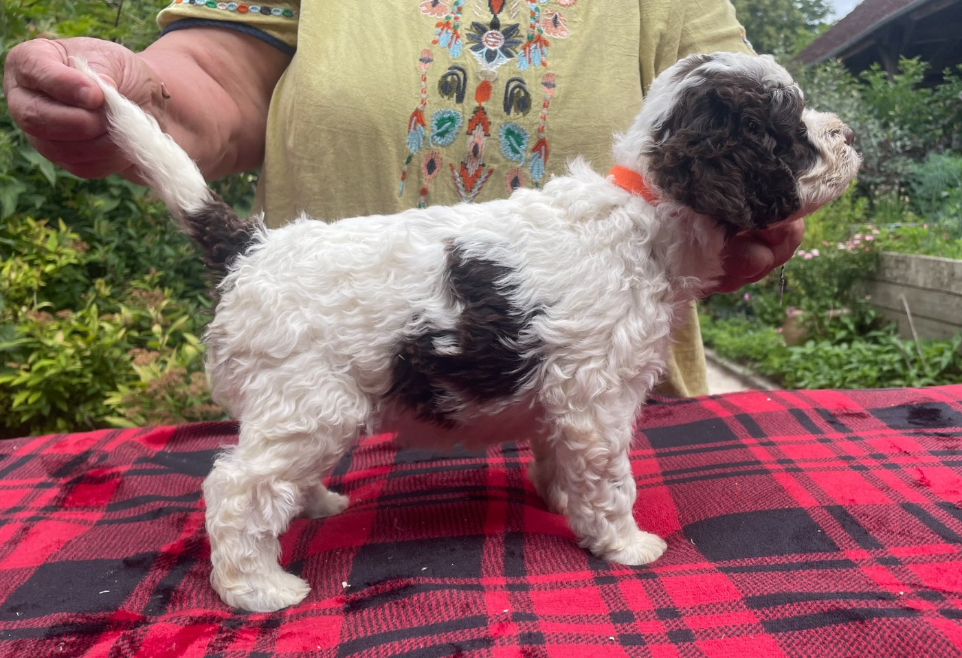 De la forêt des hauts de galgals - Chiots disponibles - Lagotto Romagnolo