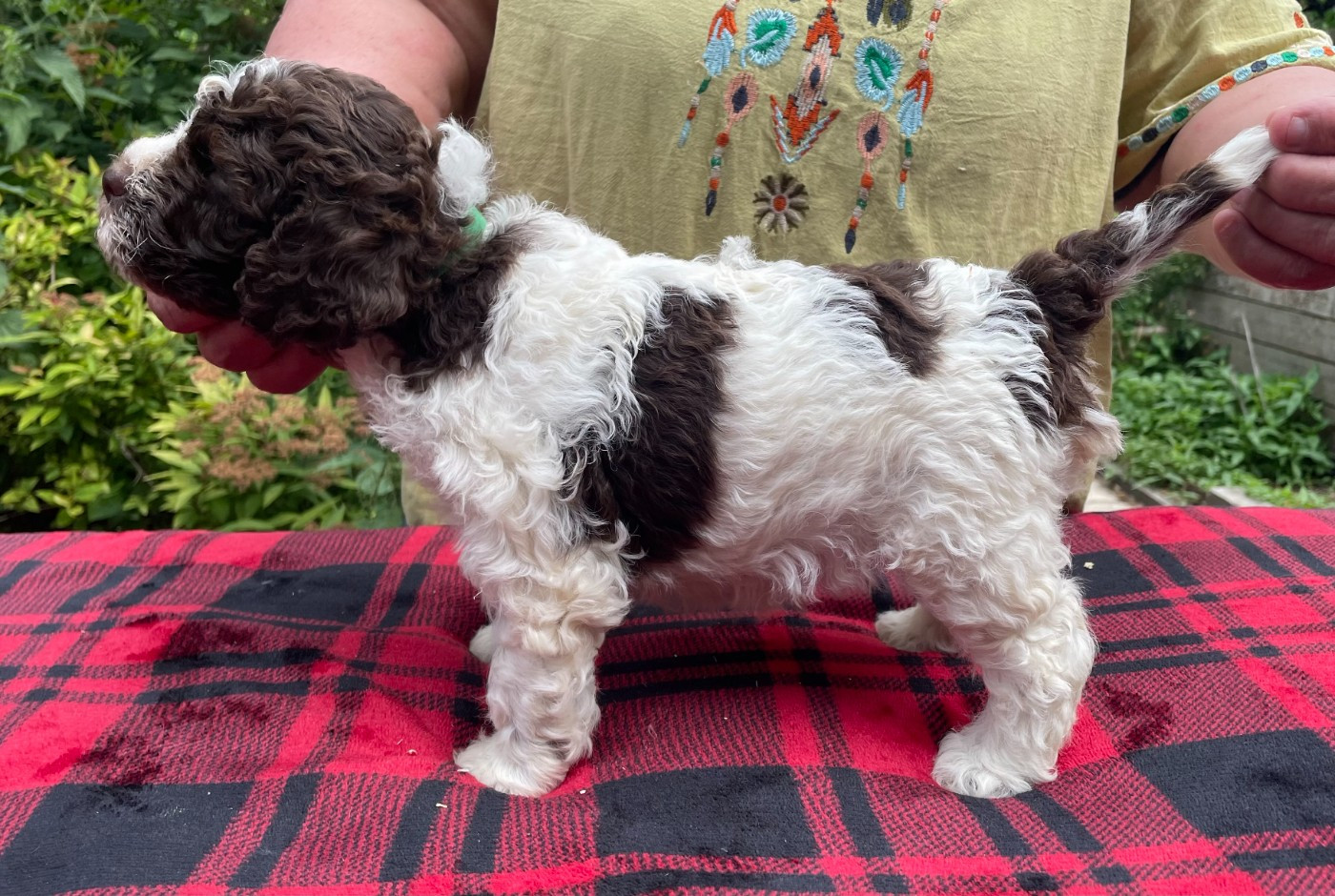 De la forêt des hauts de galgals - Chiots disponibles - Lagotto Romagnolo