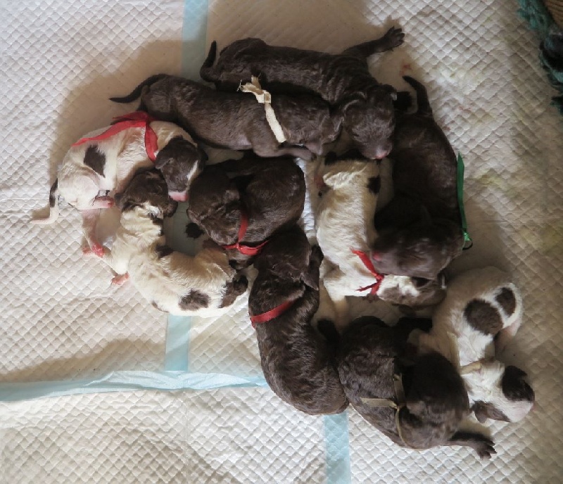 De la forêt des hauts de galgals - Lagotto Romagnolo - Portée née le 19/09/2015