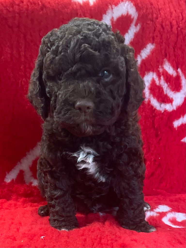 De la forêt des hauts de galgals - Chiots disponibles - Lagotto Romagnolo