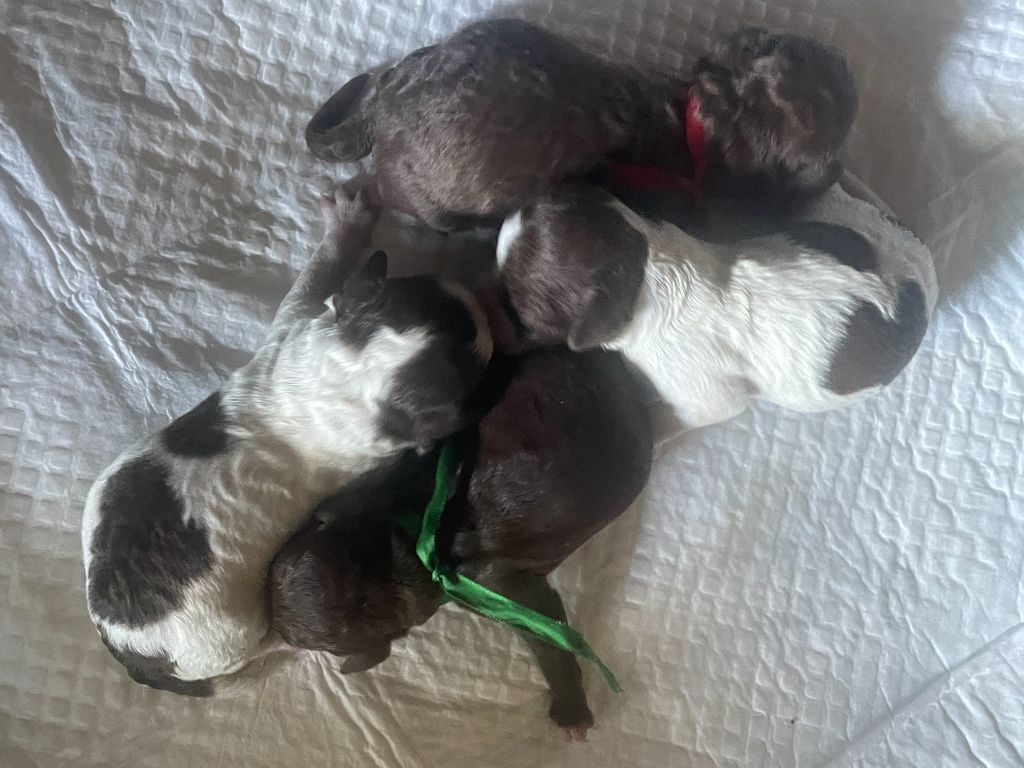 Chiot Lagotto Romagnolo De la forêt des hauts de galgals