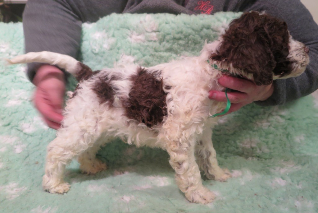 De la forêt des hauts de galgals - Lagotto Romagnolo - Portée née le 09/10/2017